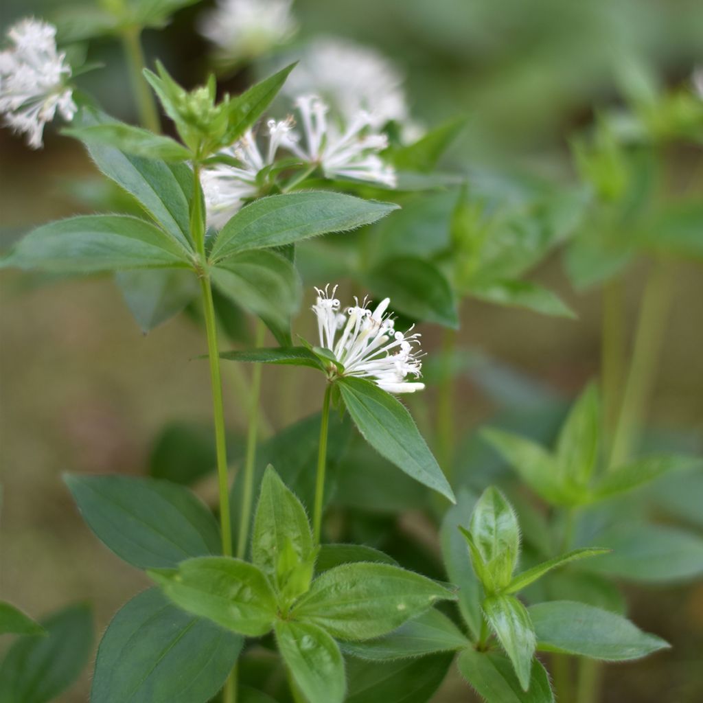 Asperula taurina - Turijns bedstro