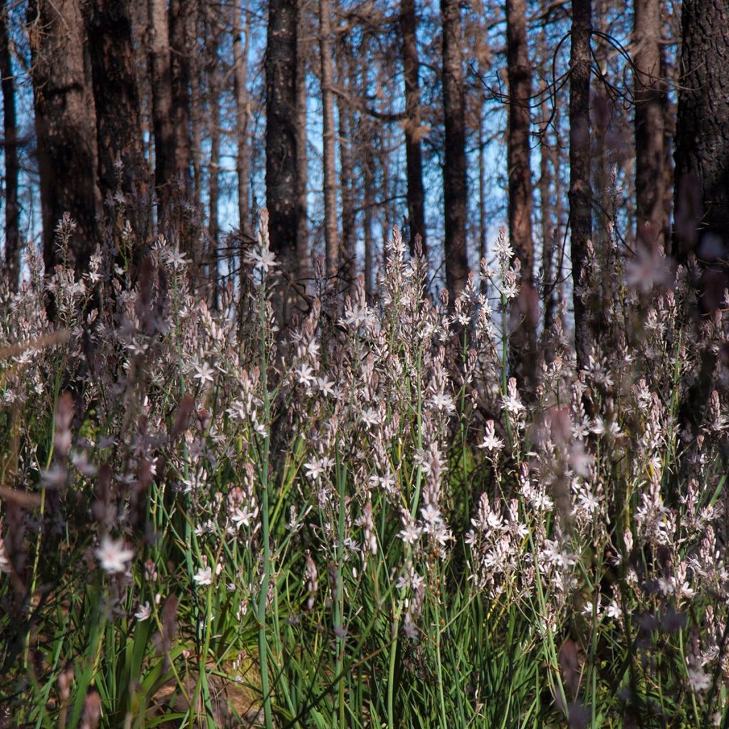 Asphodelus ramosus - Affodil