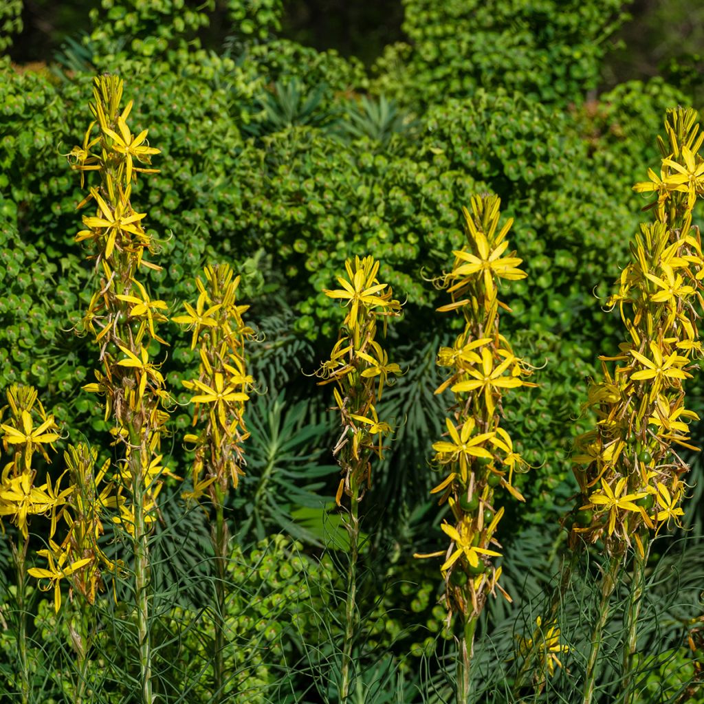 Asphodeline liburnica - Jonkerlelie