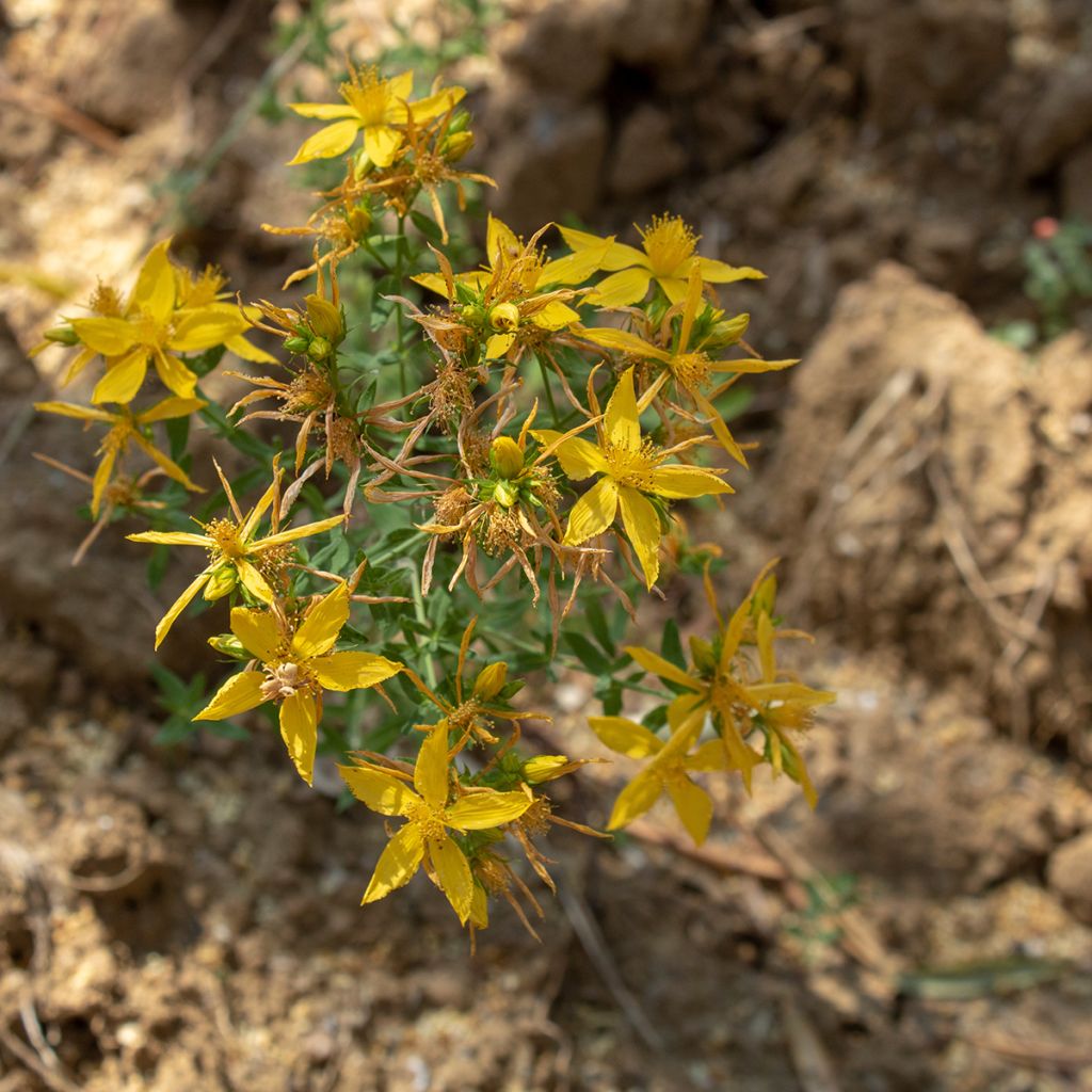 Asphodeline liburnica - Jonkerlelie