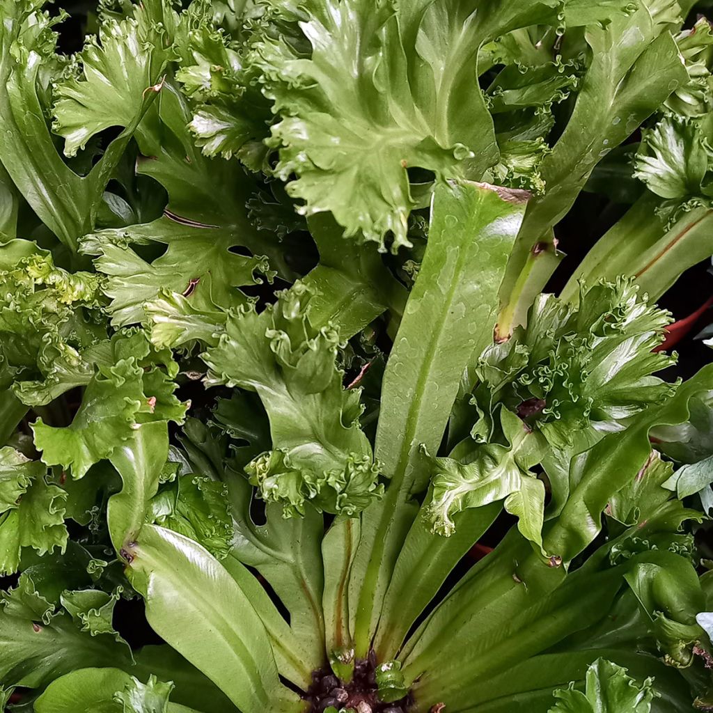 Asplenium antiquum Leslie - Fougère antique