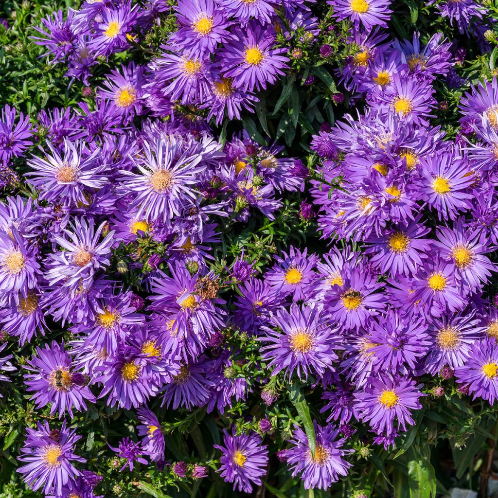 Aster ericoïdes Herfstweelde - Septemberkruid