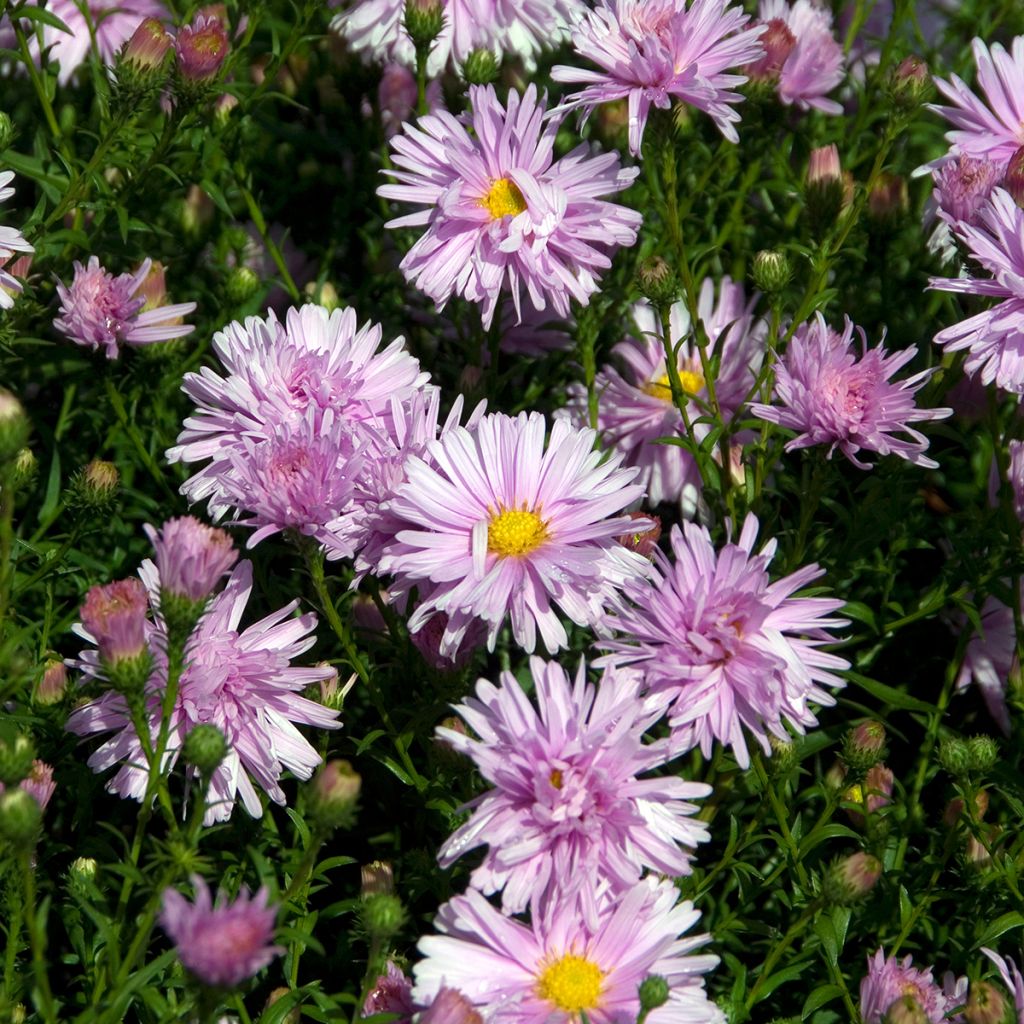 Aster novi-belgii Fellowship - Nieuw-Nederlandse aster