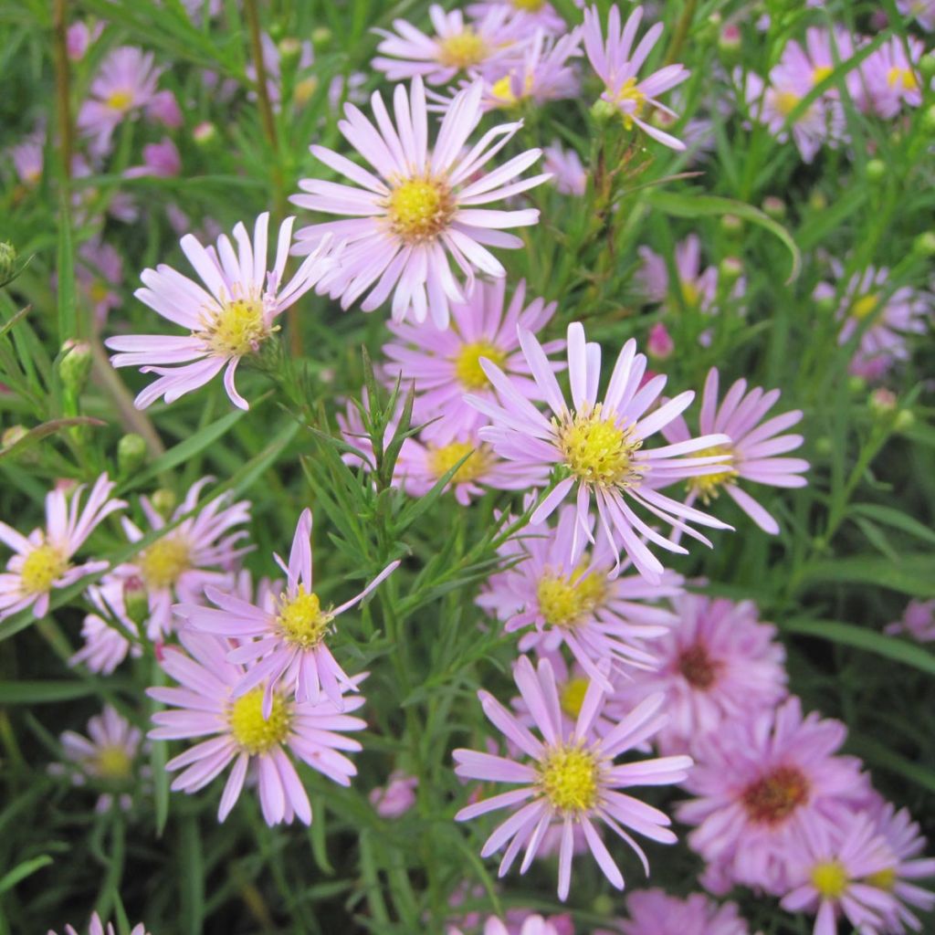 Aster pringlei x ericoïdes Pink Star - Septemberkruid