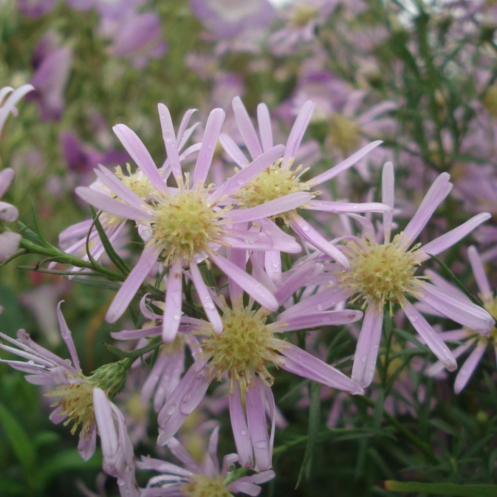 Aster pringlei x ericoïdes Pink Star - Septemberkruid