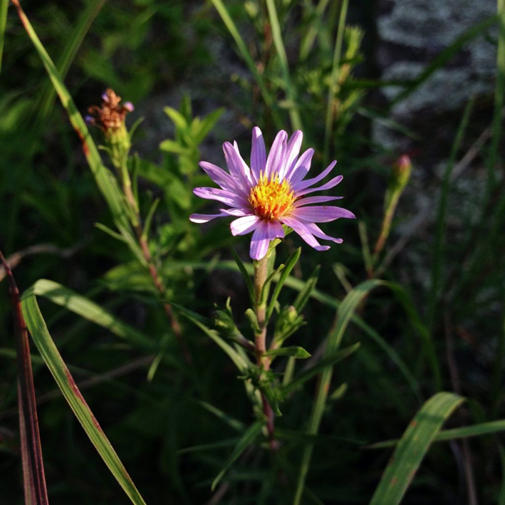 Aster linariifolius - Herfstaster
