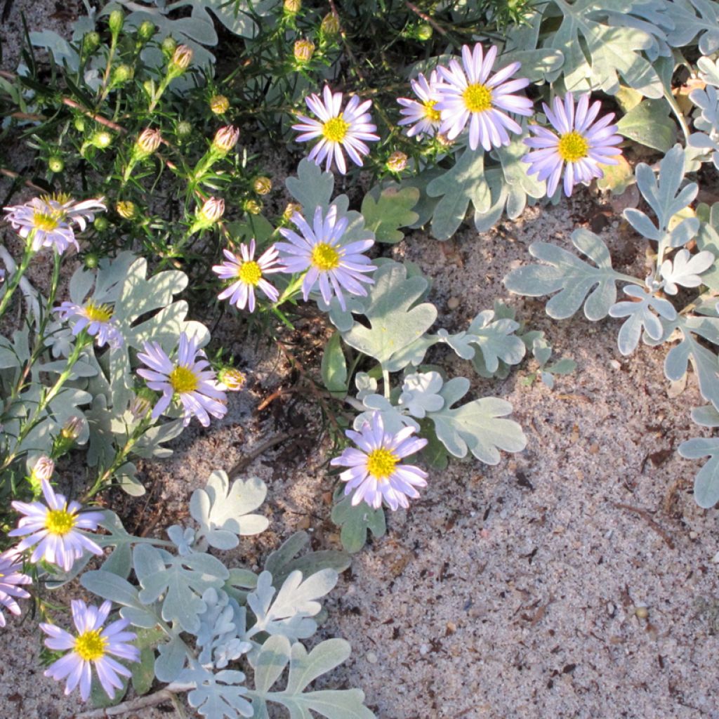 Aster linariifolius - Herfstaster
