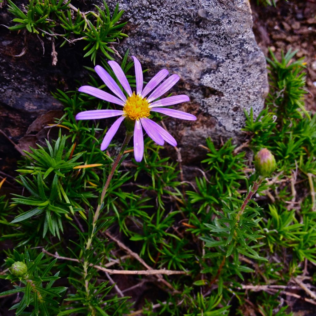 Aster linariifolius - Herfstaster