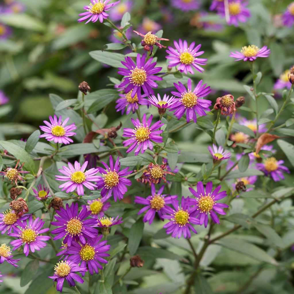 Aster ageratoides Ezo Murasaki - Japanse dwergaster
