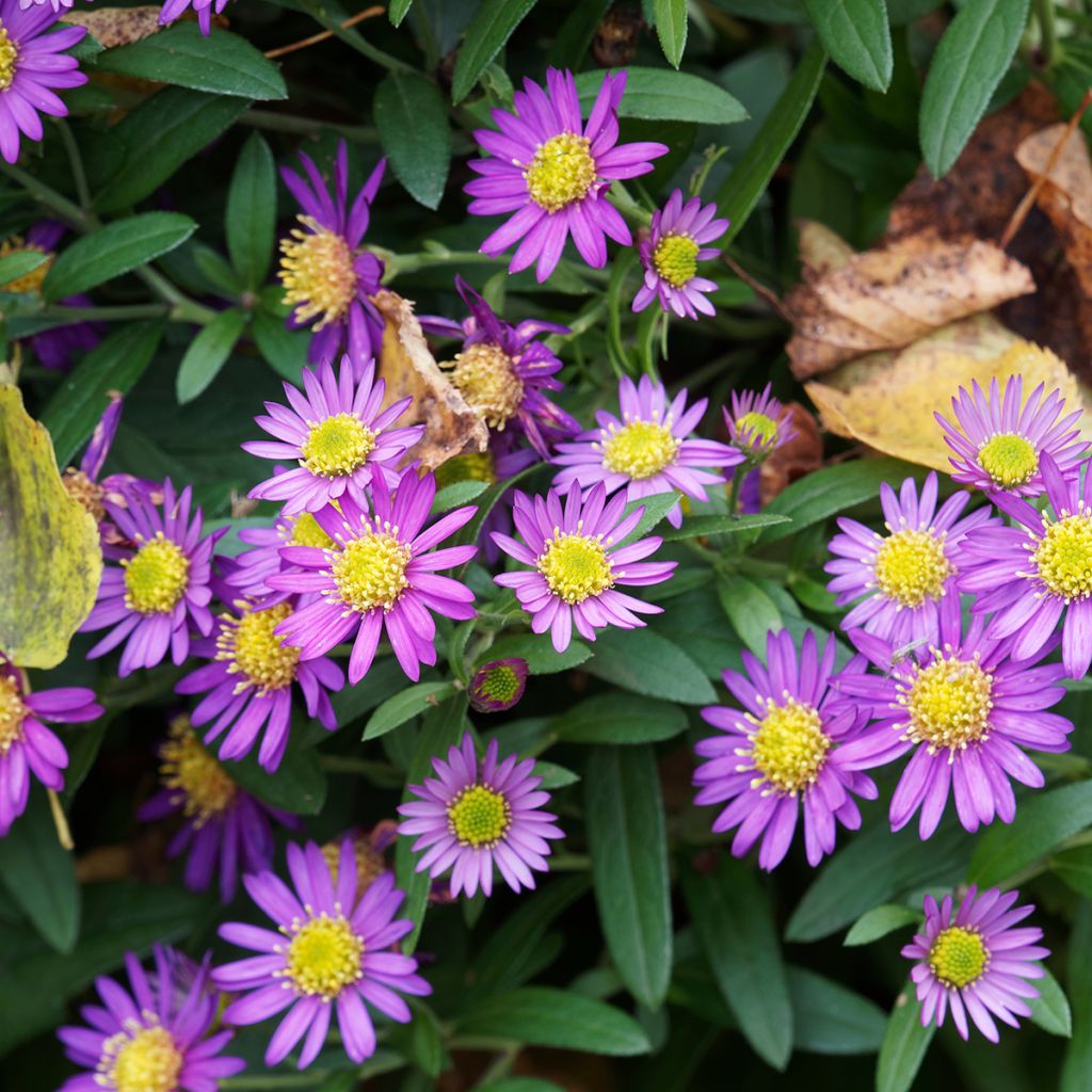 Aster ageratoides Ezo Murasaki - Japanse dwergaster