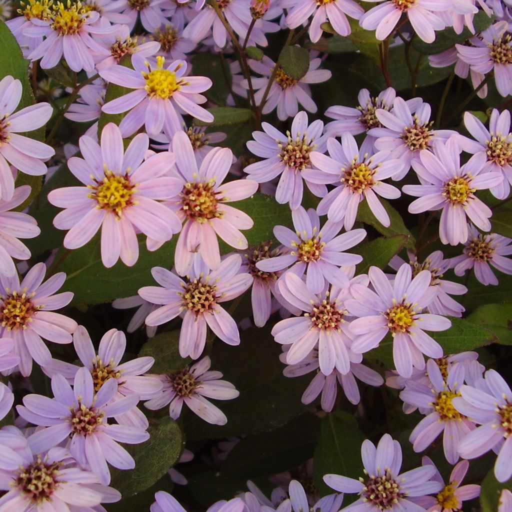 Aster ageratoides Harry Schmidt - Japanse dwergaster