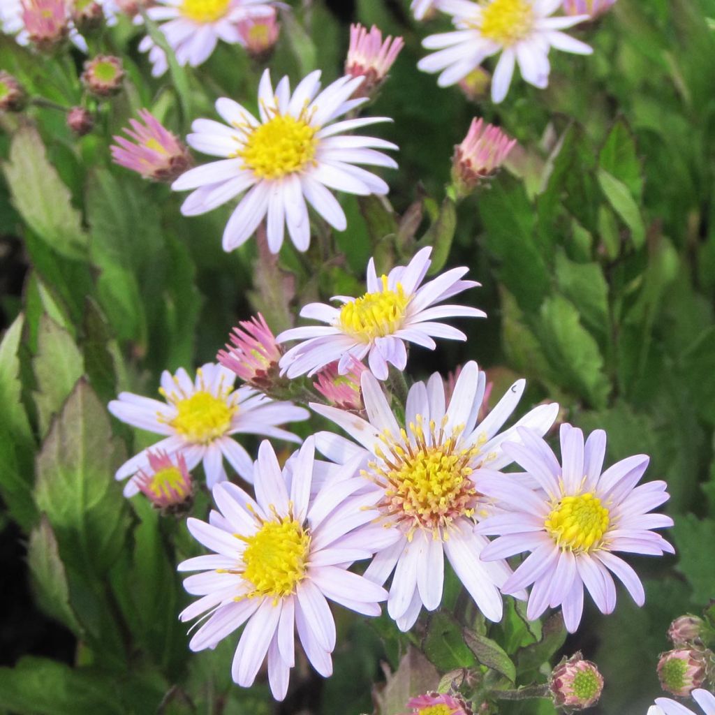 Aster Stardust - Japanse dwergaster