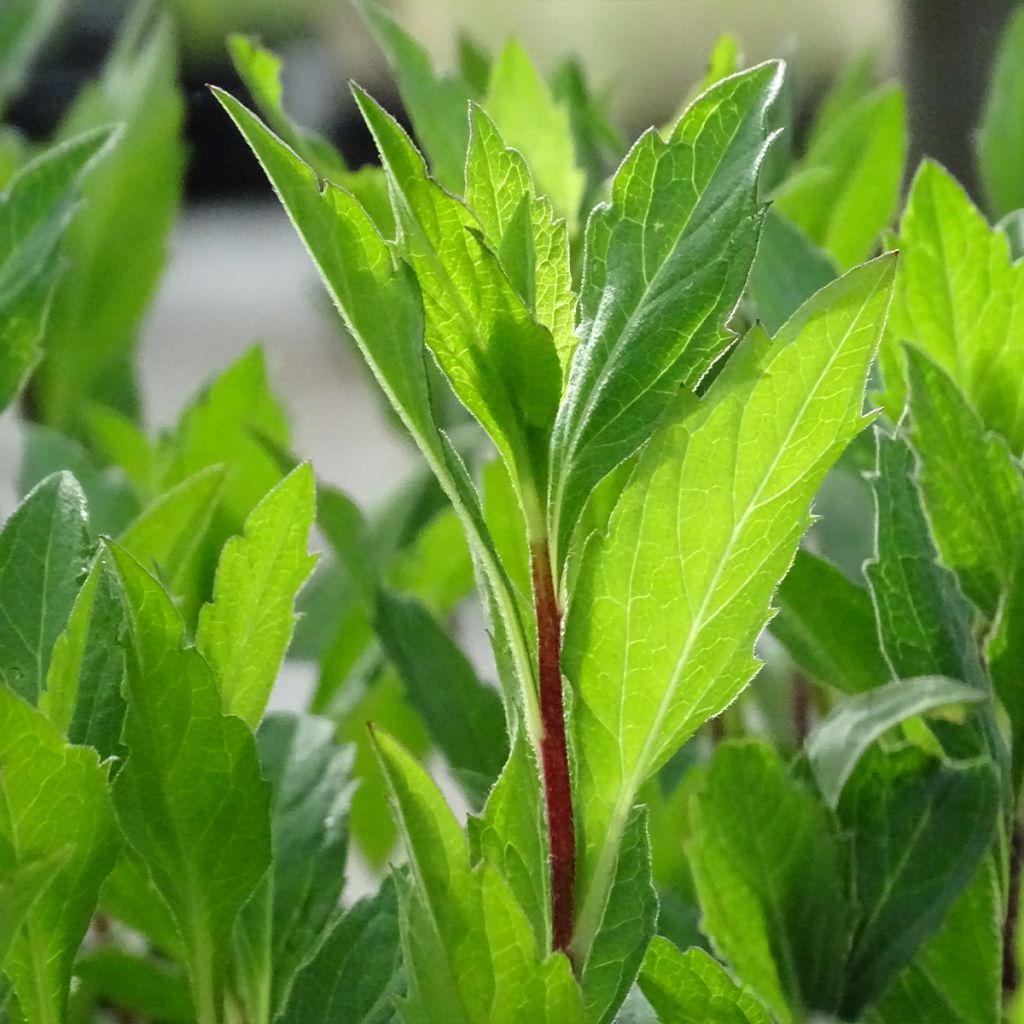 Aster Stardust - Japanse dwergaster