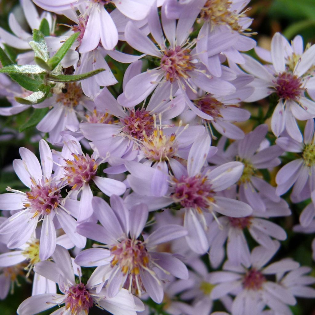 Aster cordifolius Blutenregen - Herfstaster