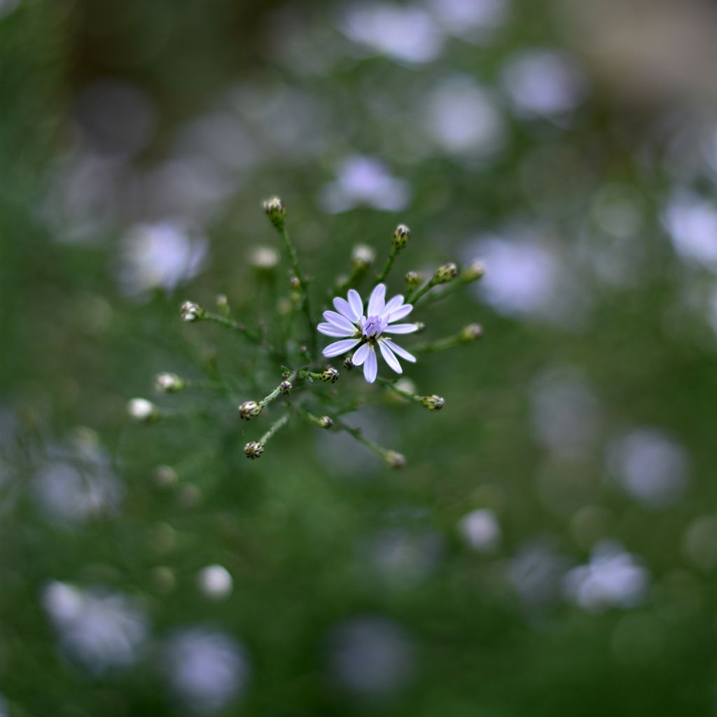 Aster cordifolius Blutenregen - Herfstaster
