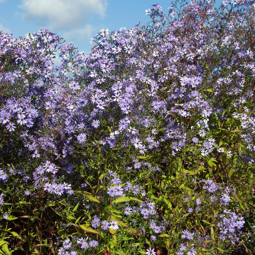 Aster cordifolius Little Carlow - Herfstaster