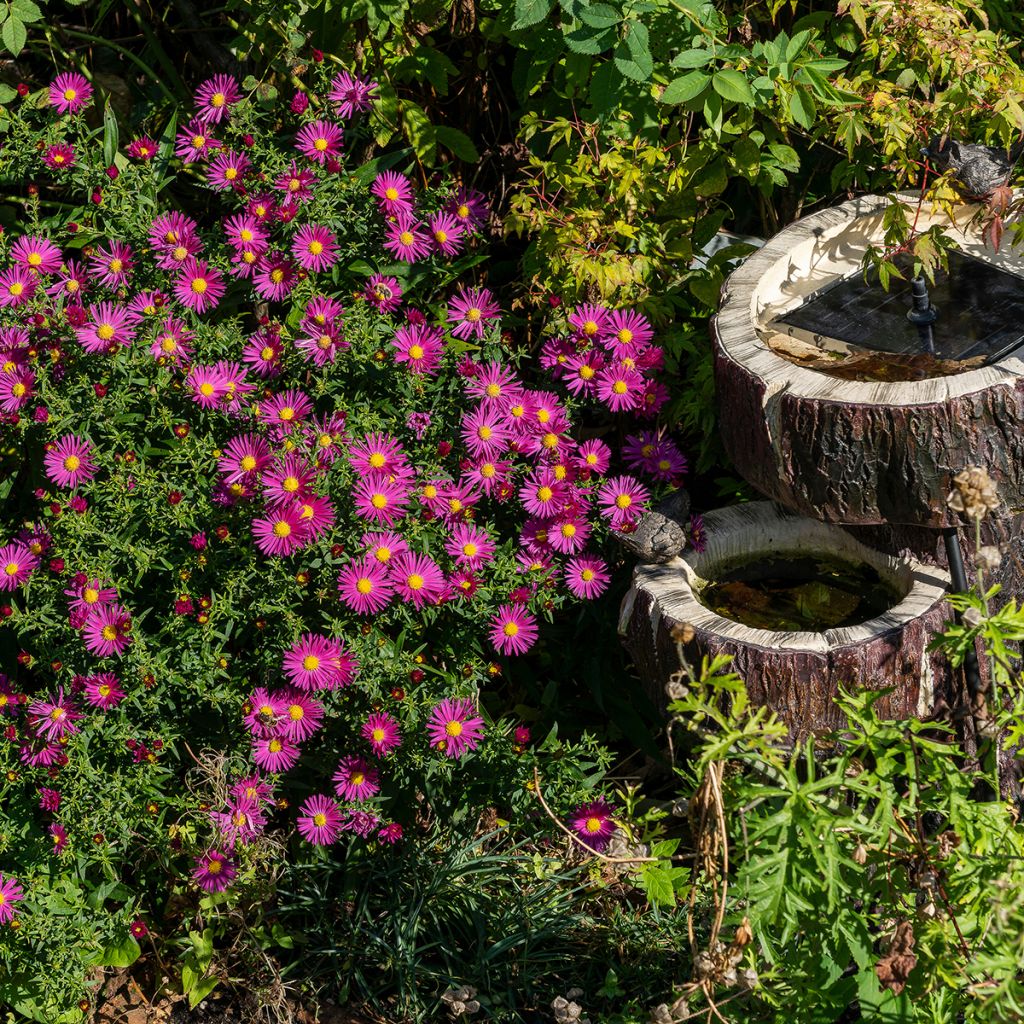 Aster dumosus Bahamas - Dwergaster