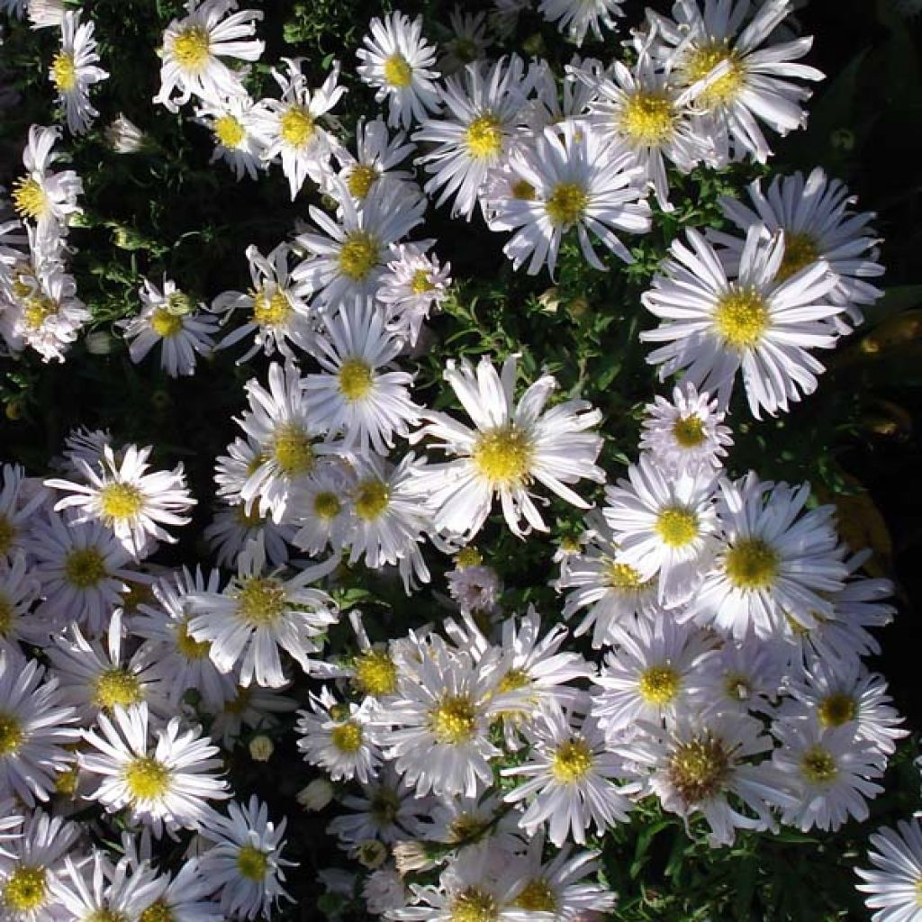 Aster dumosus Kristina - Dwergaster