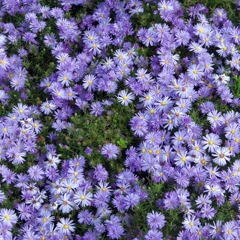 Aster Lady In Blue - Dwergaster