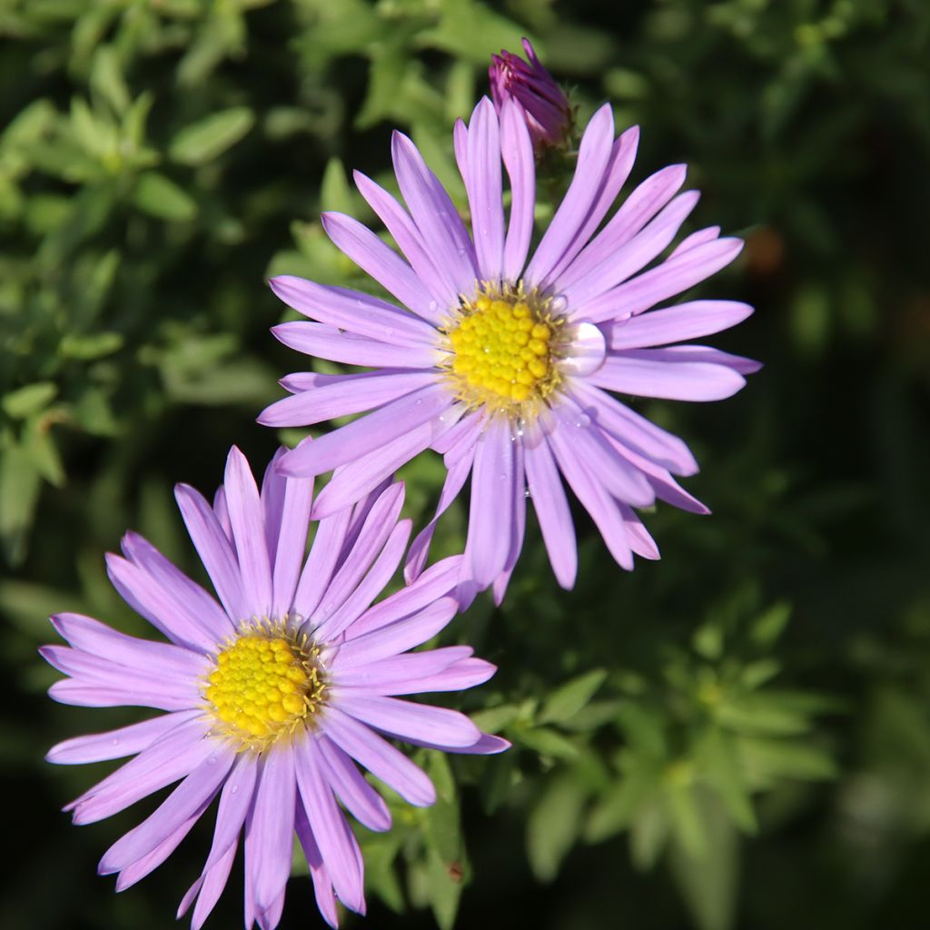 Aster Lady In Blue - Dwergaster
