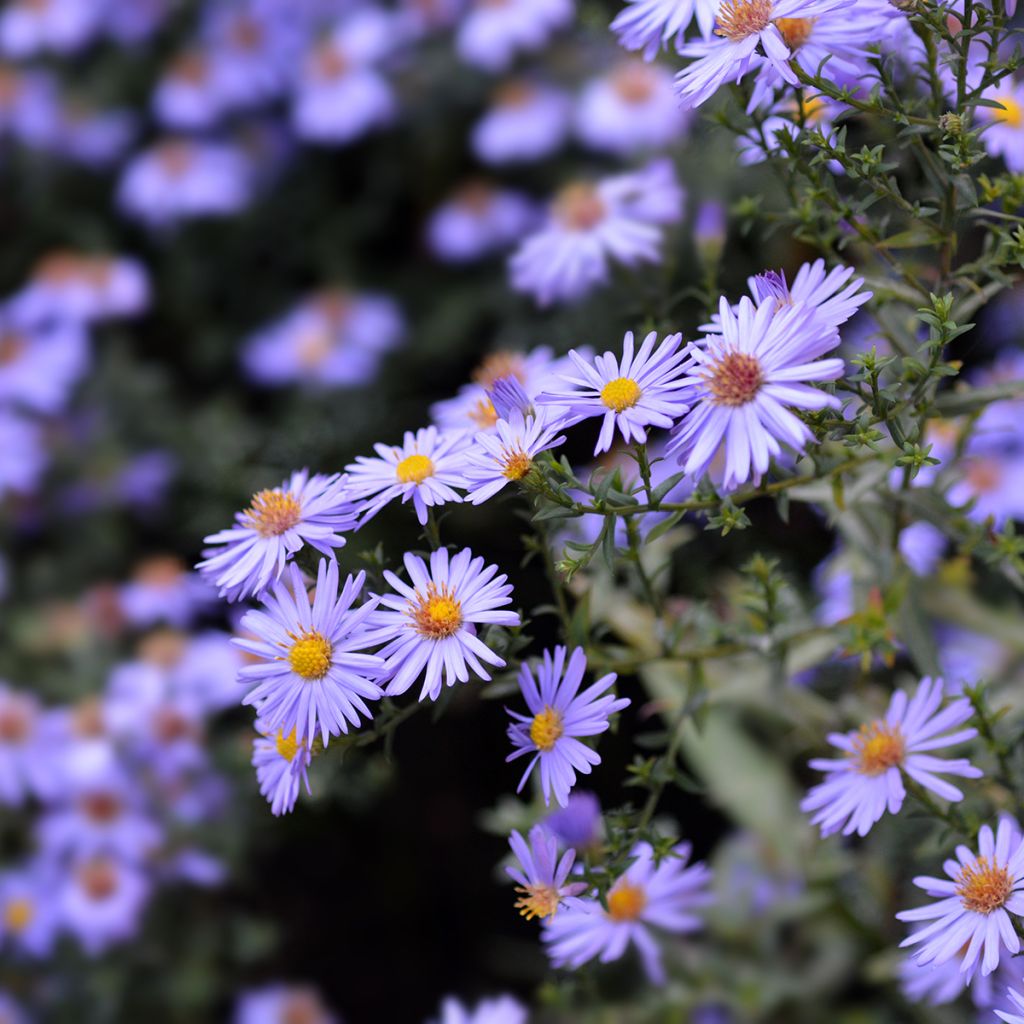 Aster dumosus Professeur Anton Kippenberg - Dwergaster
