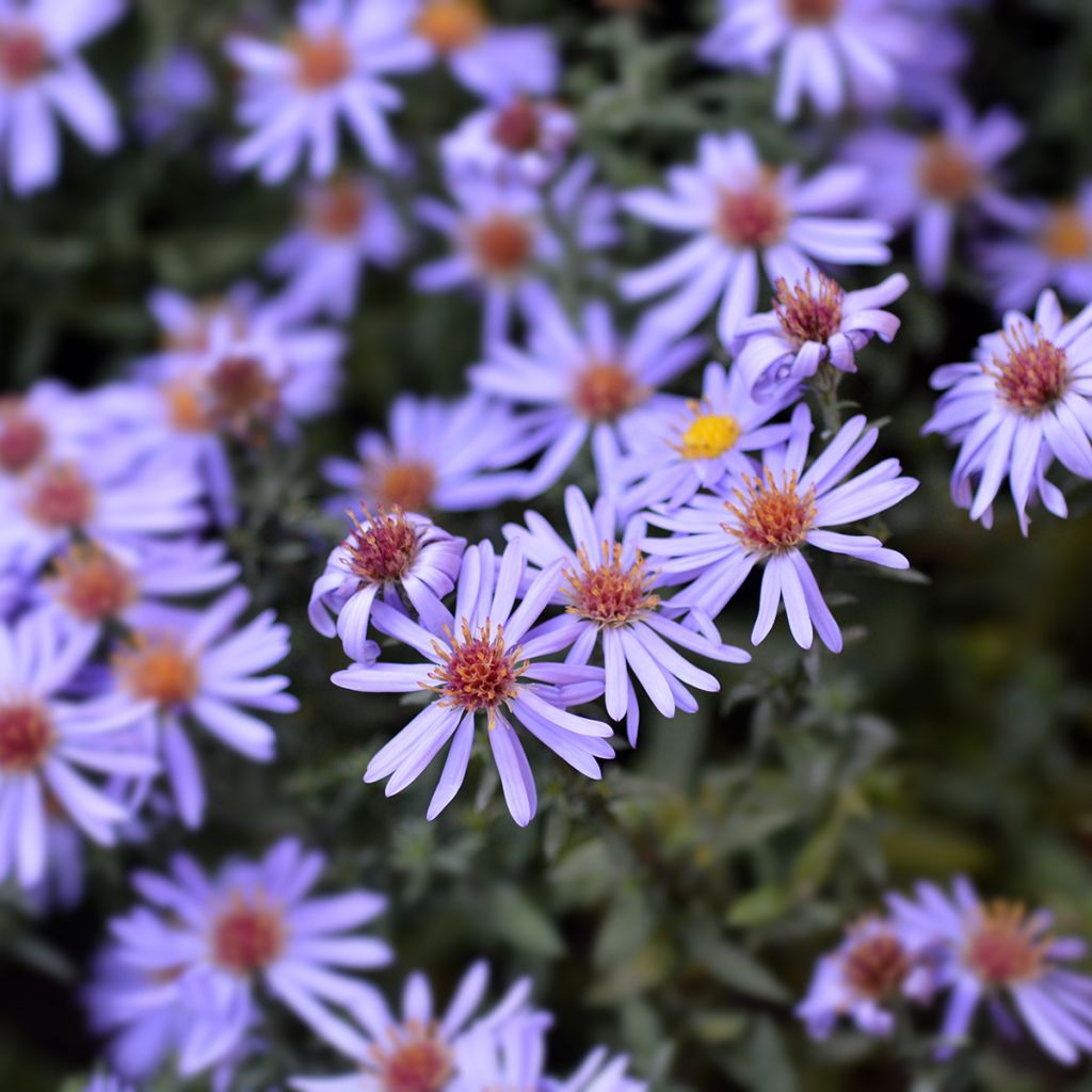 Aster dumosus Professeur Anton Kippenberg - Dwergaster