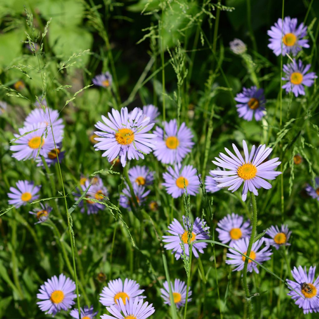 Woods Purple - Nieuw-Nederlandse aster