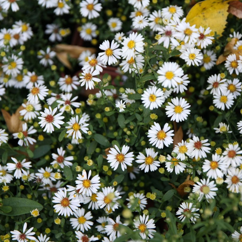 Aster ericoïdes - Septemberkruid