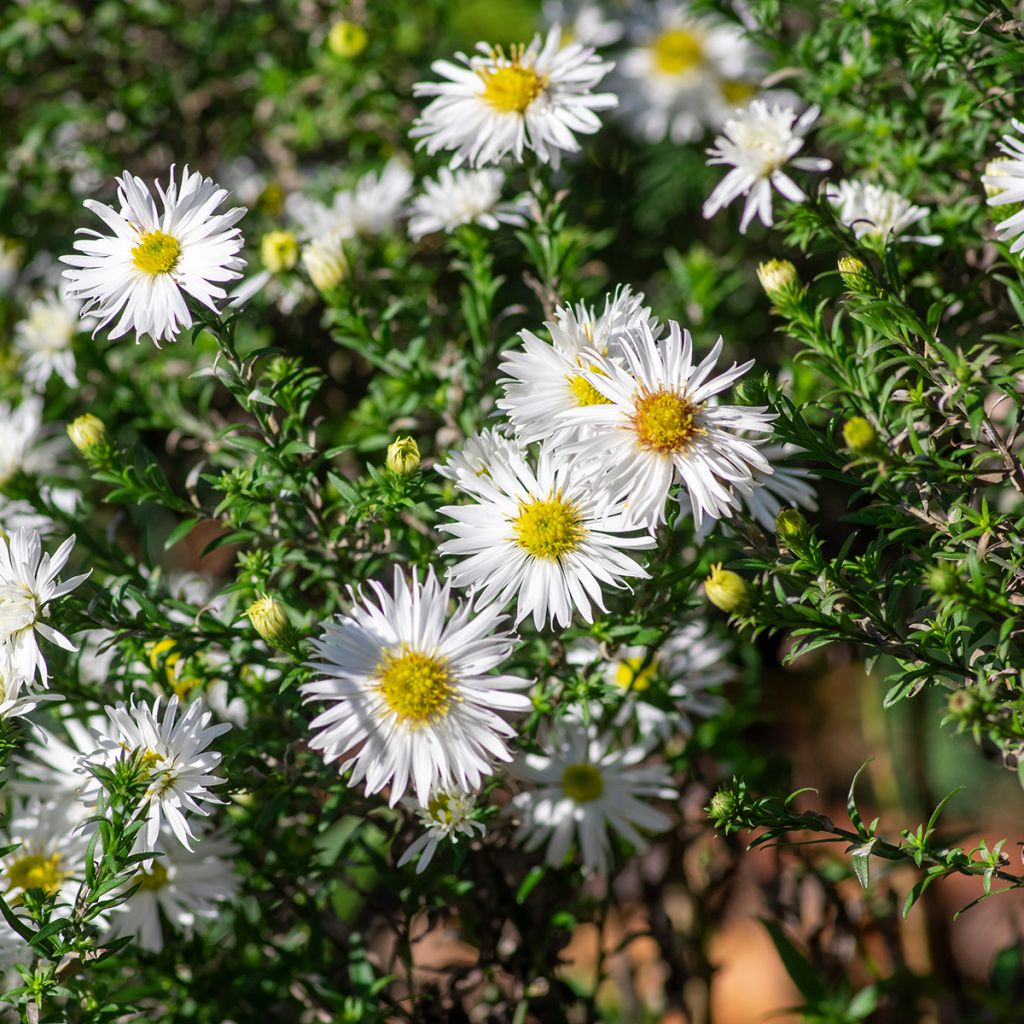 Aster ericoïdes f. prostratus Snow Flurry - Septemberkruid