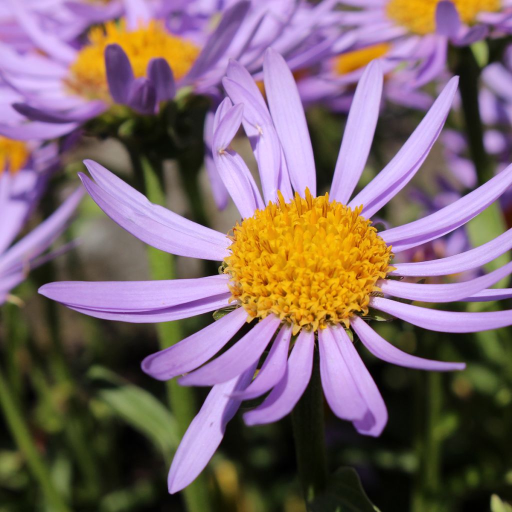 Aster farreri - Herfstaster