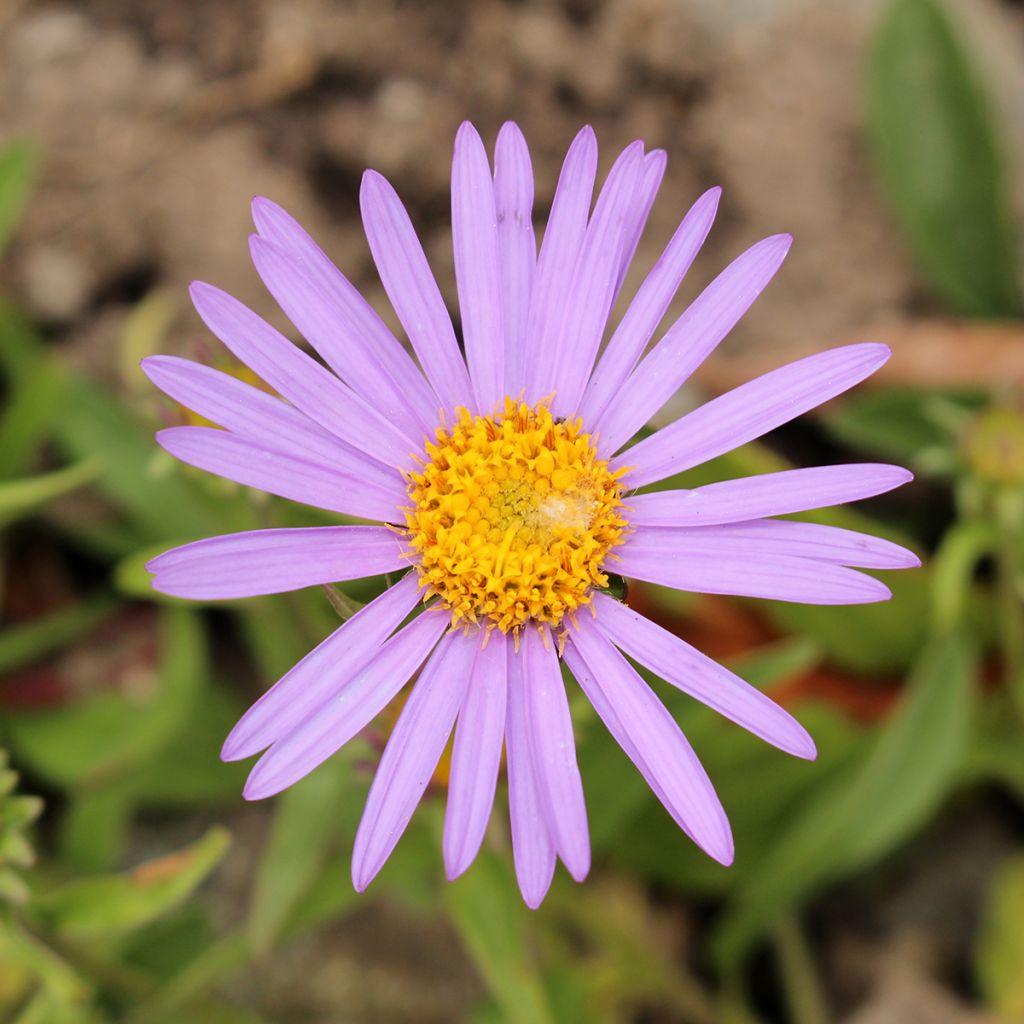 Aster farreri - Herfstaster