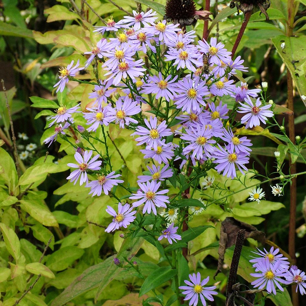 Aster laevis - Gladde aster