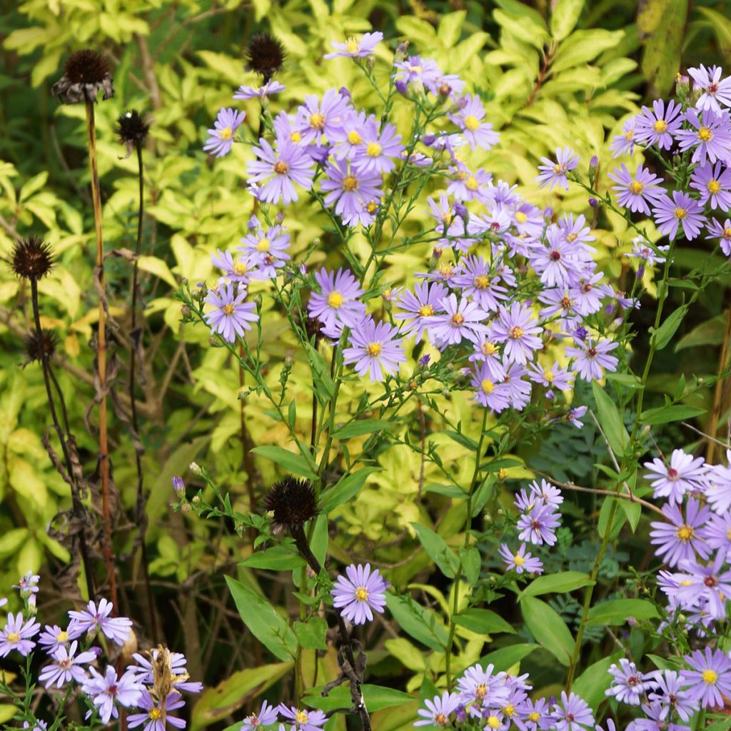 Aster laevis - Gladde aster