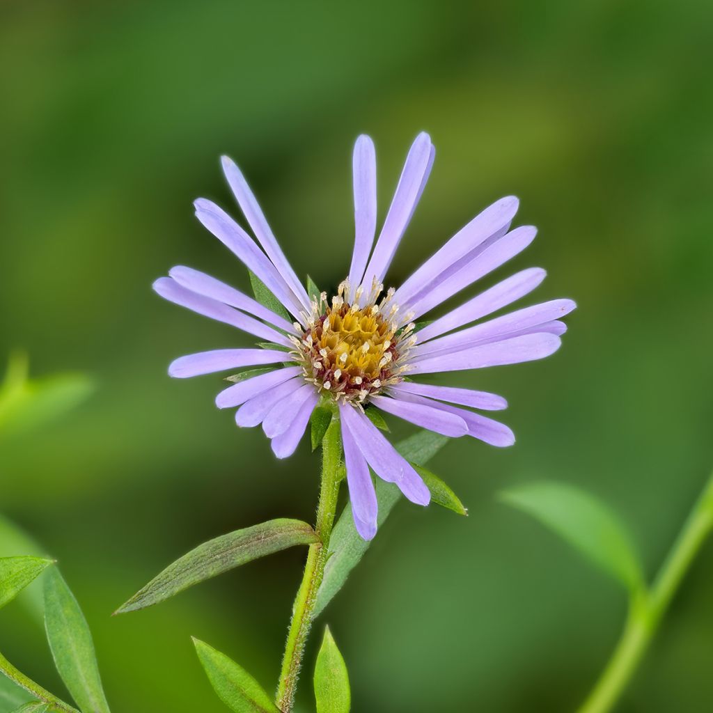 Aster laevis - Gladde aster