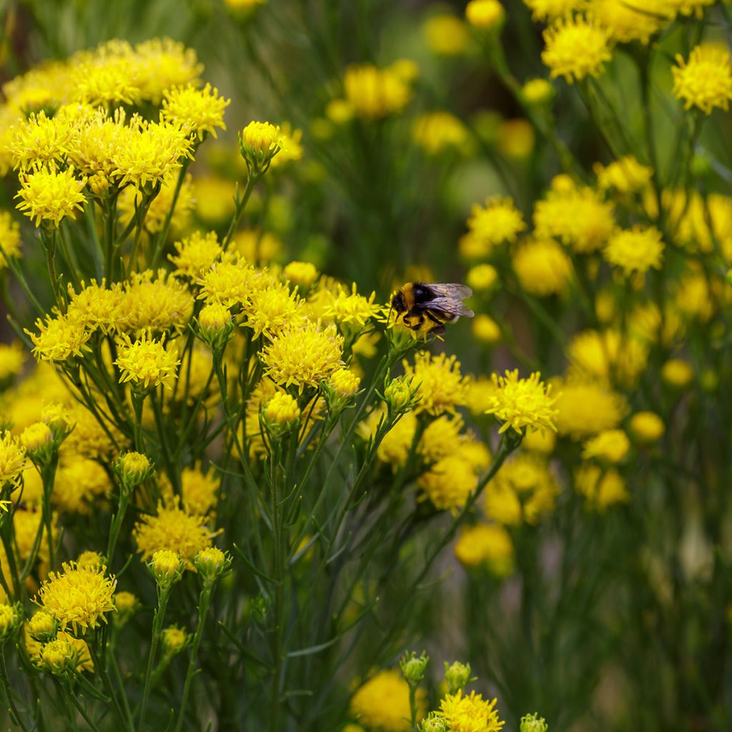 Aster linosyris - Kalkaster