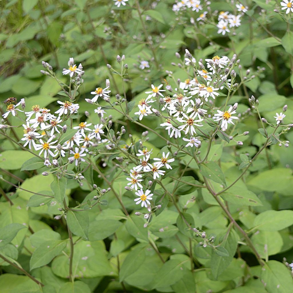 Aster macrophyllus - Grootbladige aster