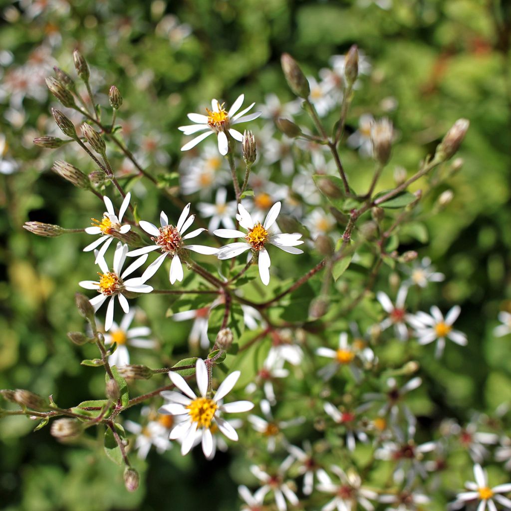 Aster macrophyllus - Grootbladige aster