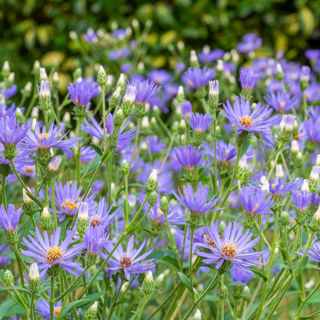 Aster Twilight - Grootbladige aster