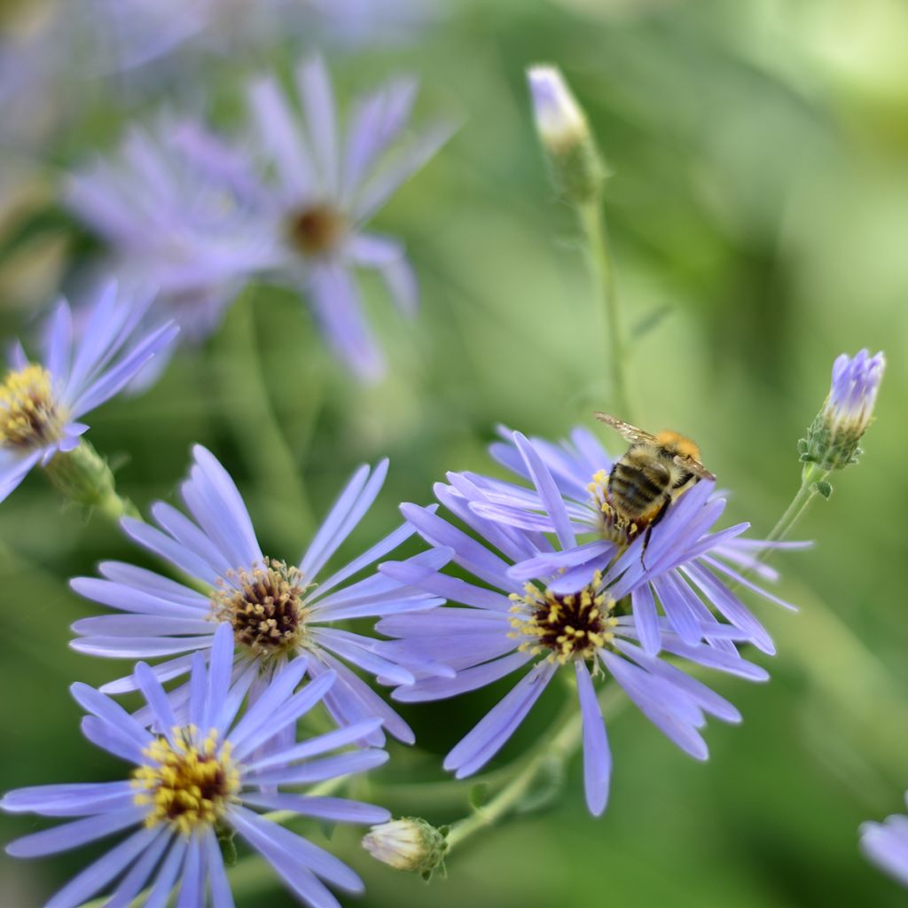 Aster Twilight - Grootbladige aster