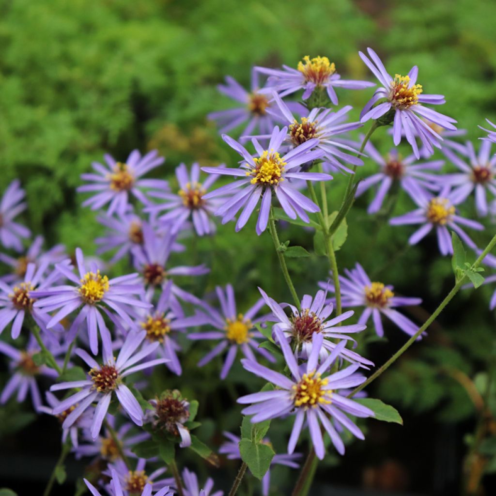 Aster Twilight - Grootbladige aster