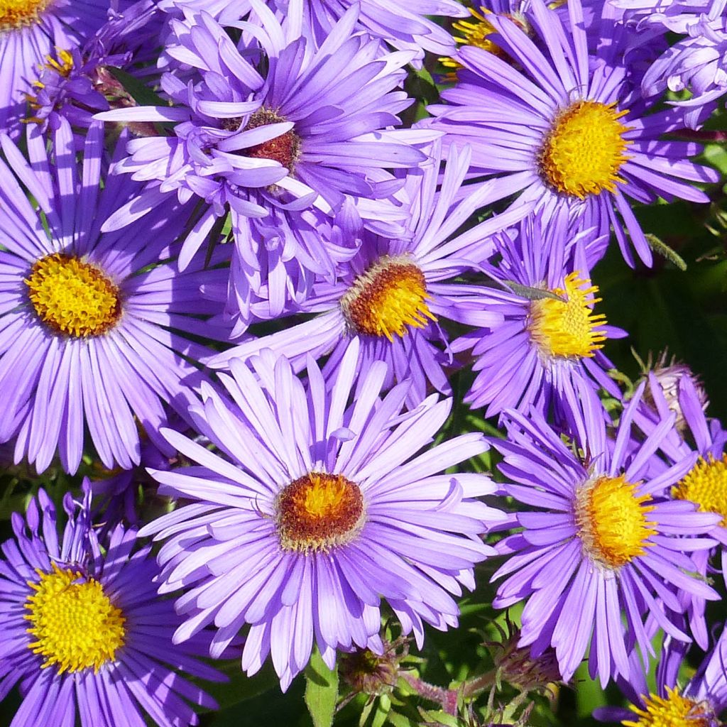 Aster novae-angliae Barrs Blue - Nieuw-Engelse aster