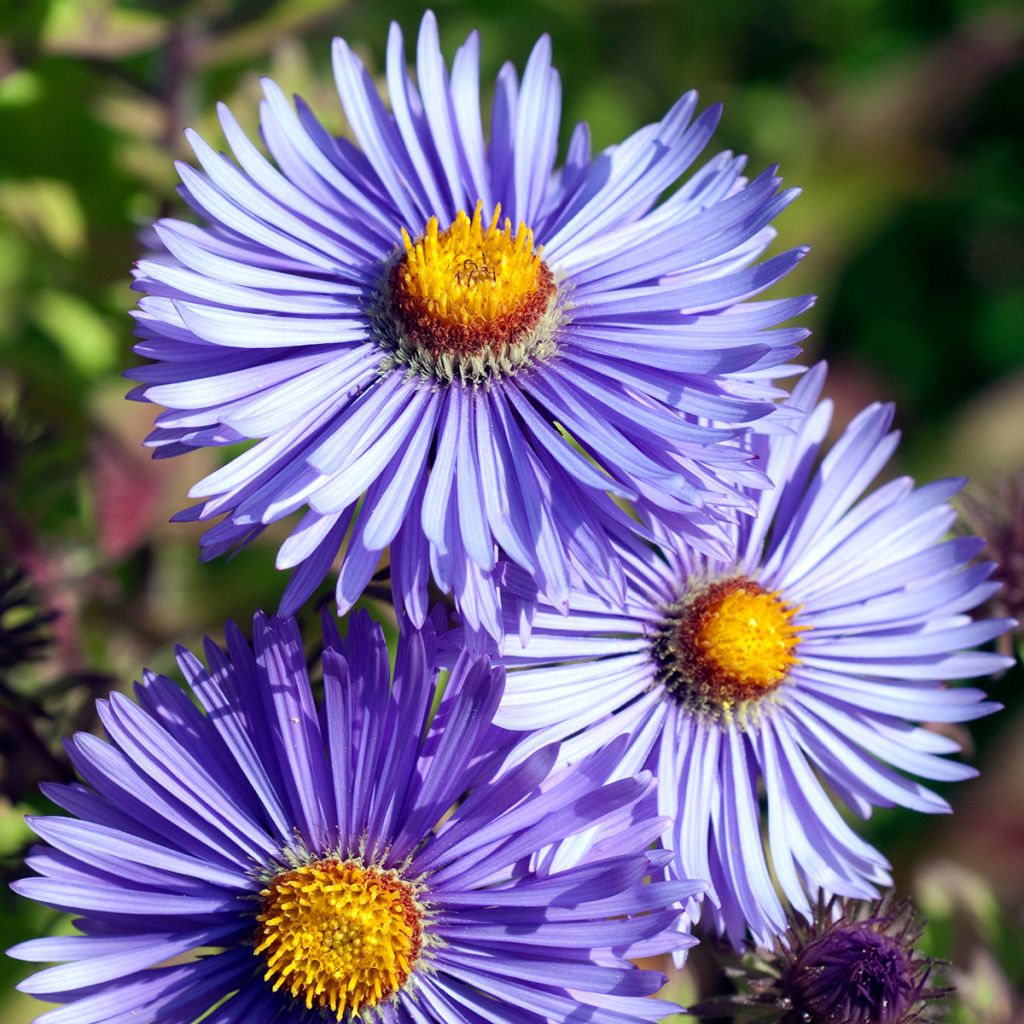 Aster novae-angliae Barrs Blue - Nieuw-Engelse aster