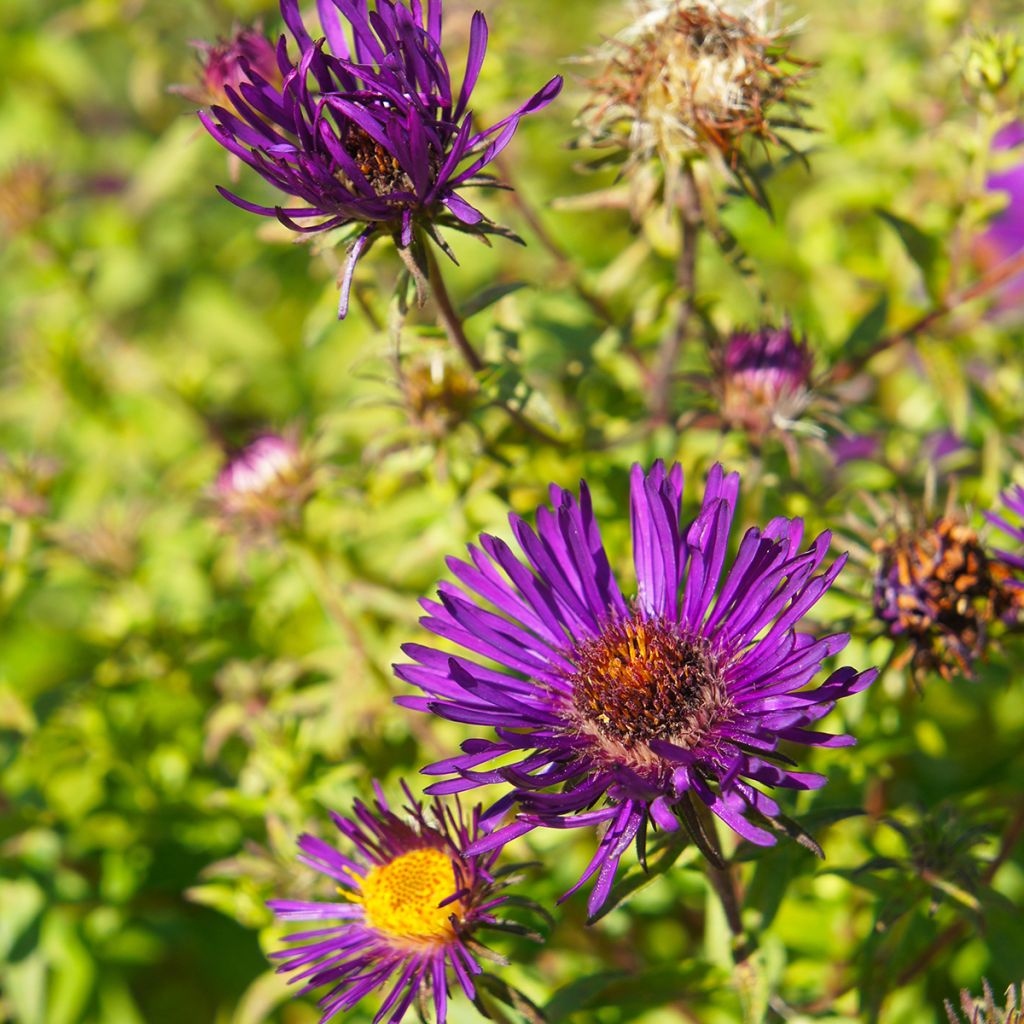 Aster novae-angliae Purple Dome - Nieuw-Engelse aster
