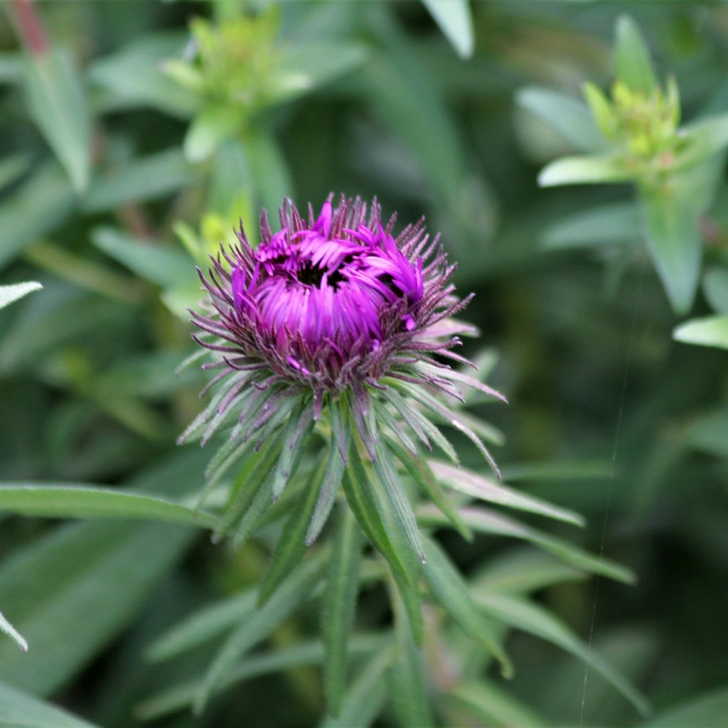 Aster novae-angliae Purple Dome - Nieuw-Engelse aster