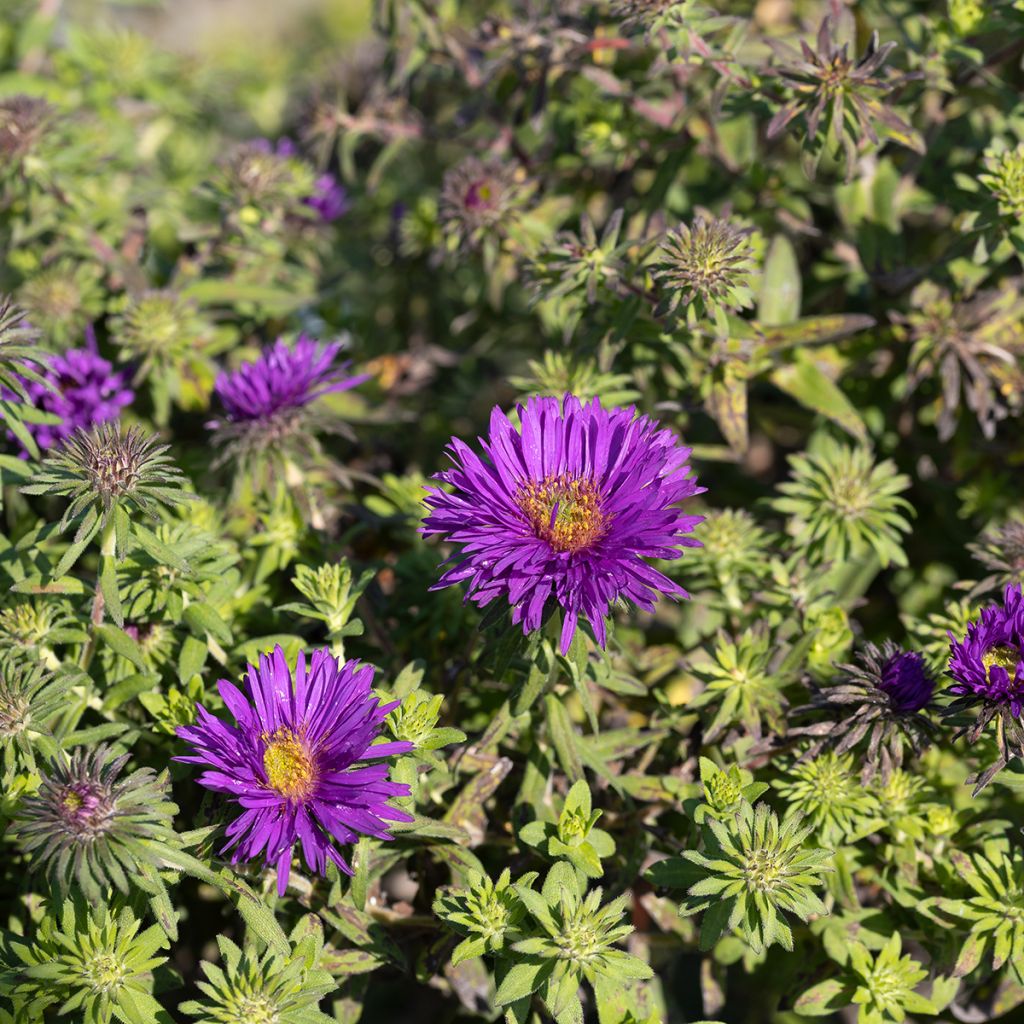 Aster novae-angliae Purple Dome - Nieuw-Engelse aster