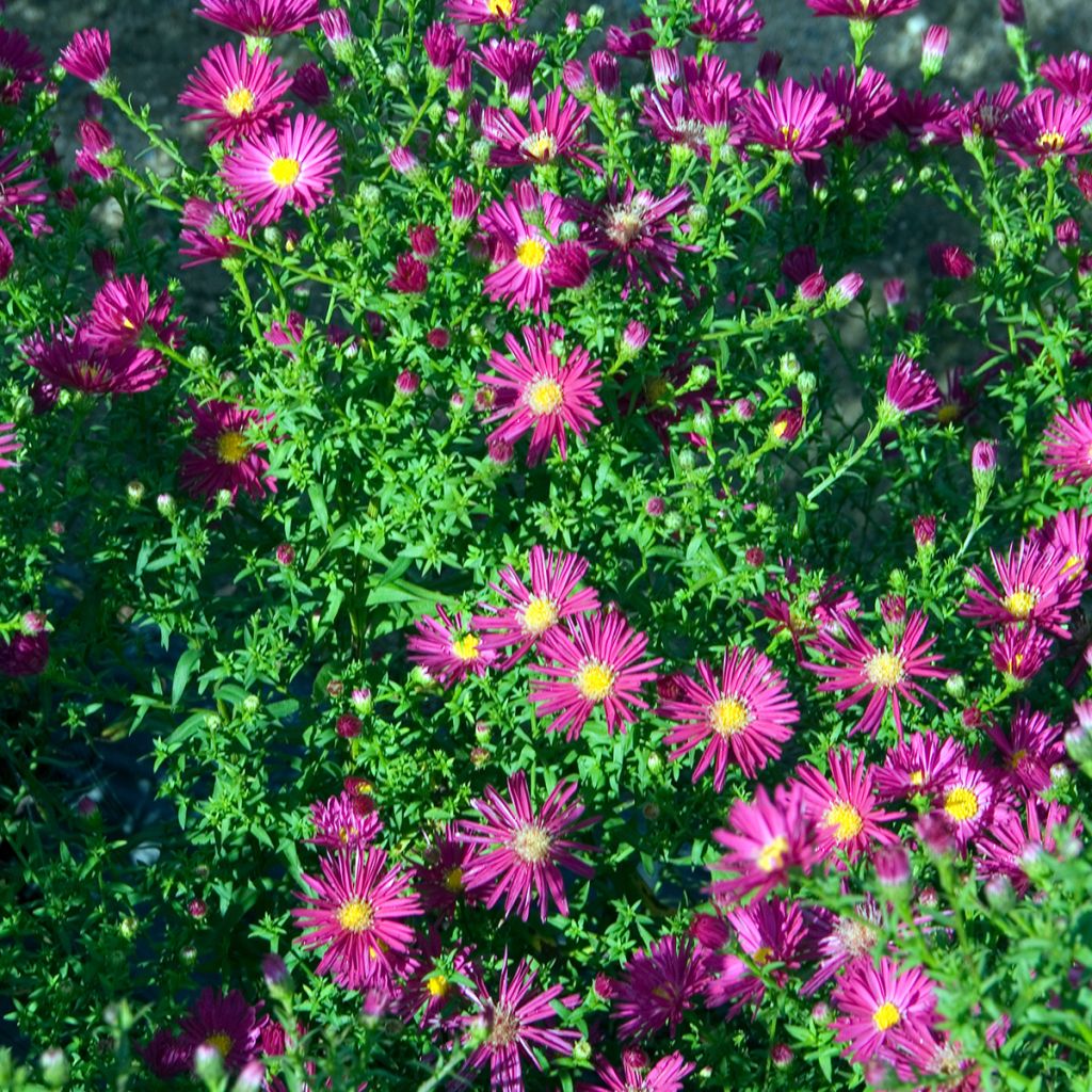 Aster novi-belgii Crimson Brocade - Nieuw-Nederlandse aster