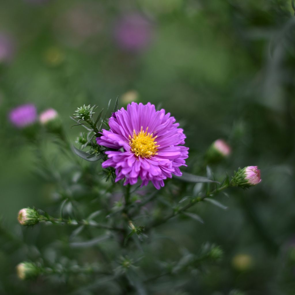 Aster Karmin Kuppel - Nieuw-Nederlandse aster