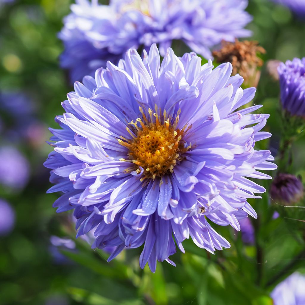 Aster novi-belgii Marie Ballard - Nieuw-Nederlandse aster