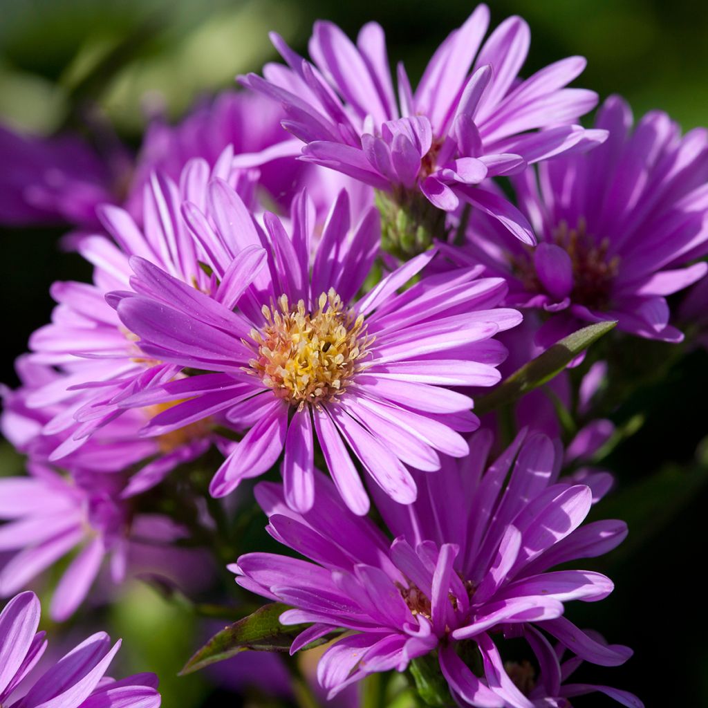 Aster novi-belgii Patricia Ballard - Nieuw-Nederlandse aster