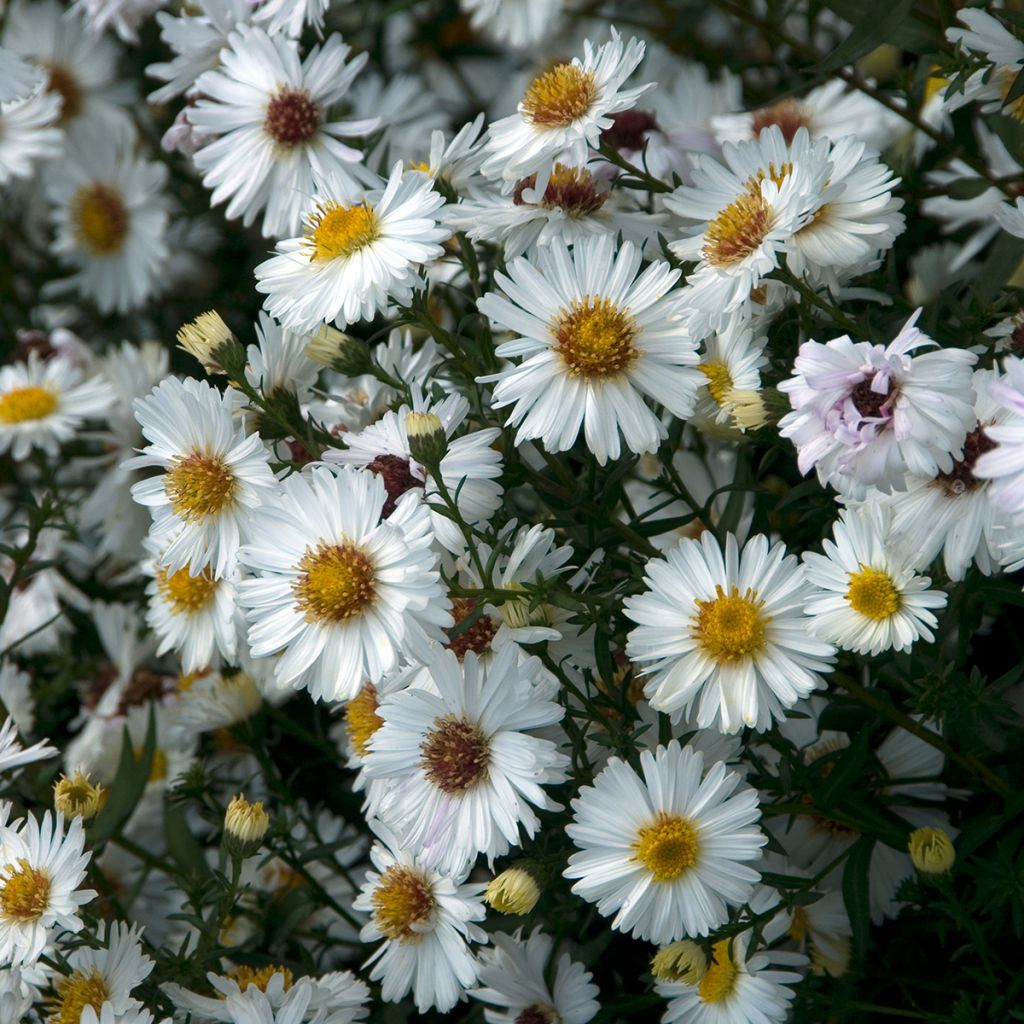 Aster novi-belgii White Lady - Nieuw-Nederlandse aster
